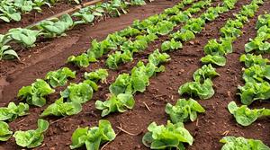 Lettuce crops - credit: Flickr/NRCS Pacific Islands Area